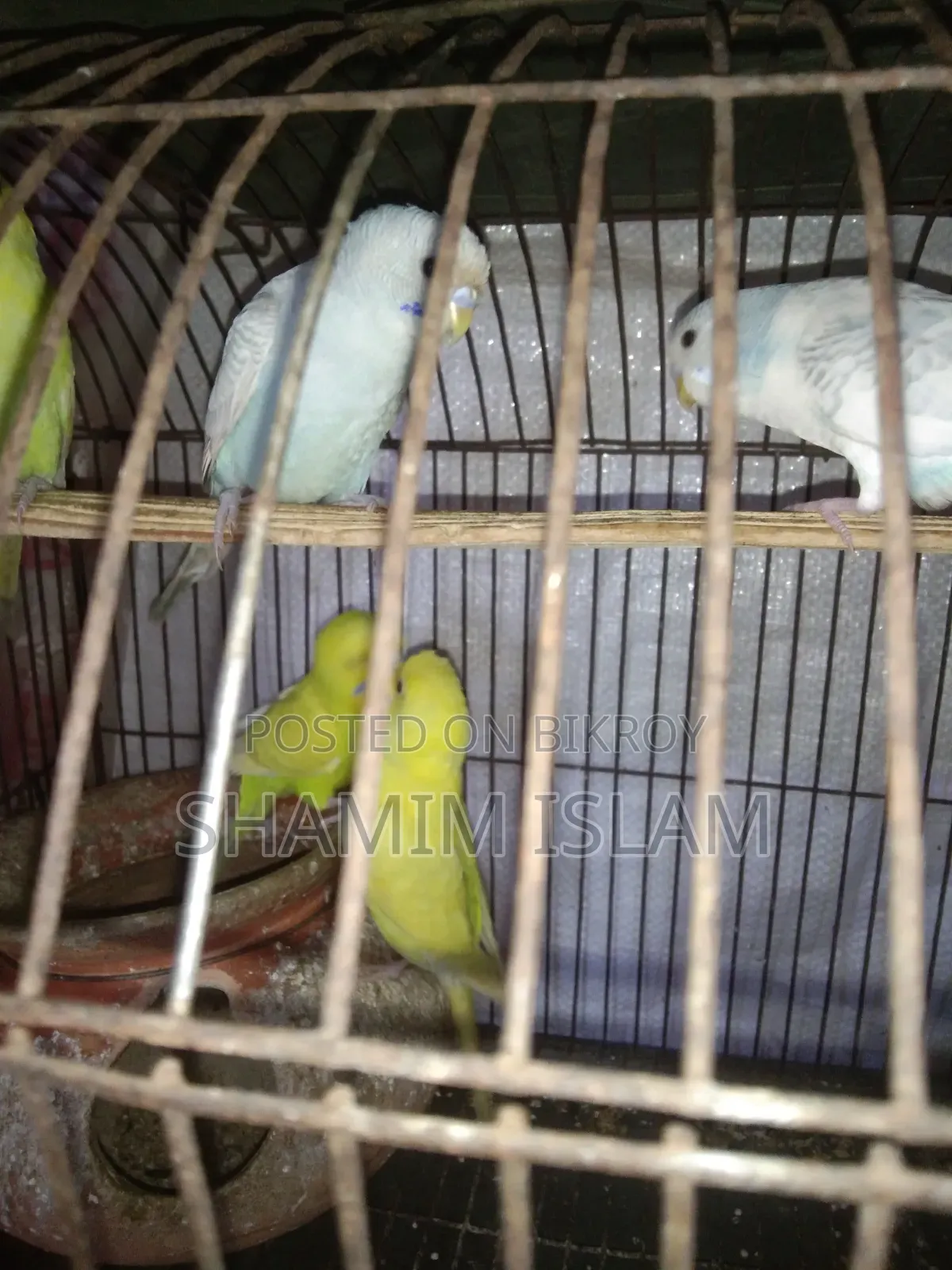 Adult Budgerigar bird