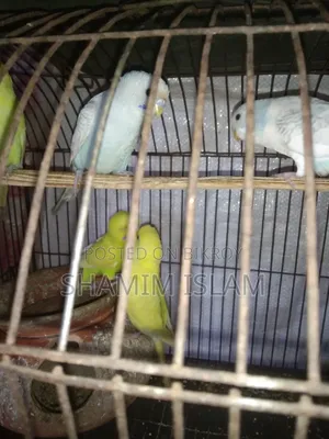 Adult Budgerigar bird