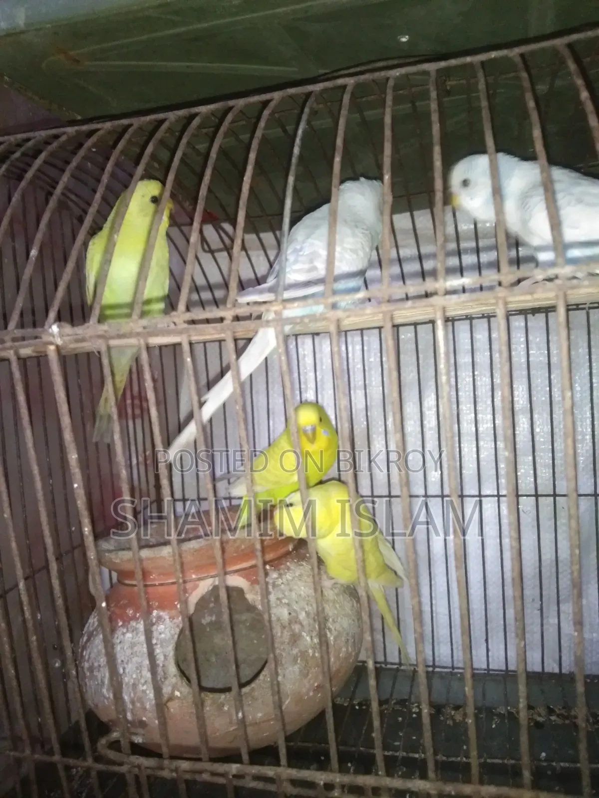 Adult Budgerigar bird