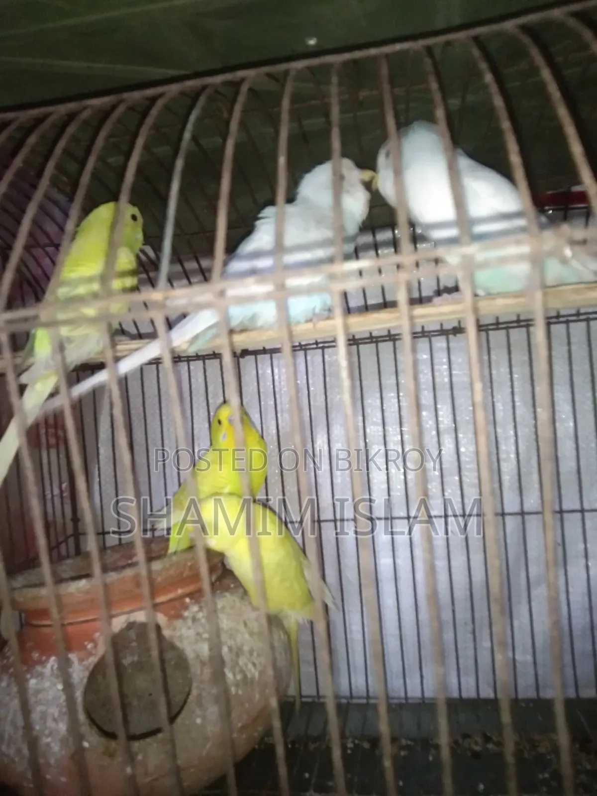 Adult Budgerigar bird