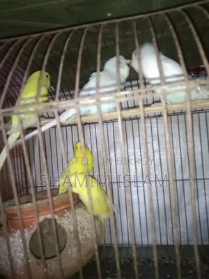 Adult Budgerigar bird