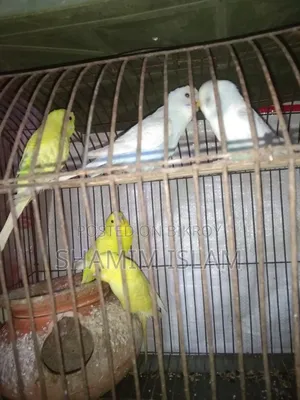 Adult Budgerigar bird