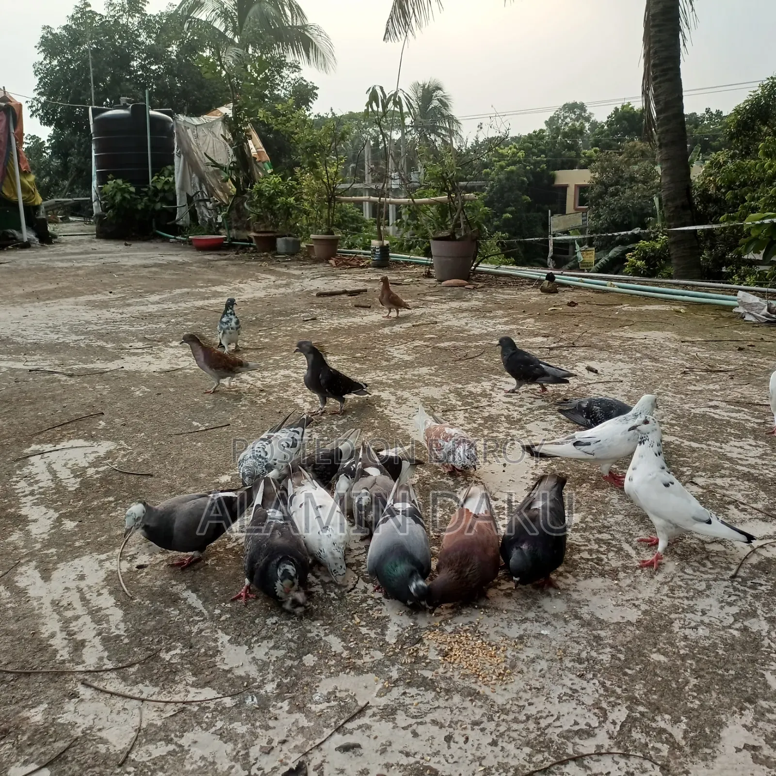 Pigeons for sale
