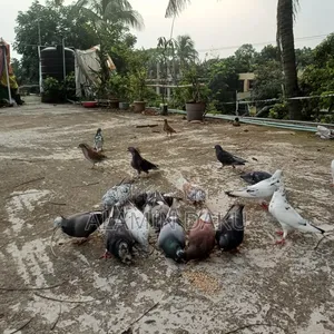 Pigeons for sale