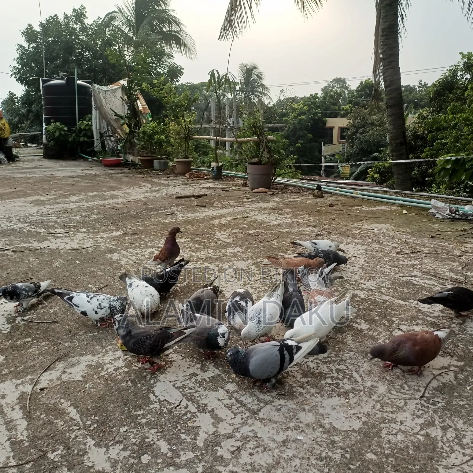 Pigeons for sale
