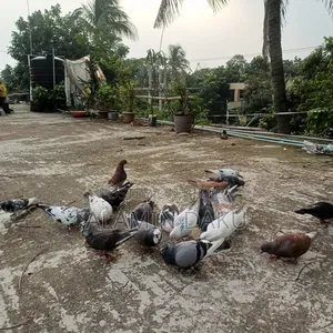 Pigeons for sale