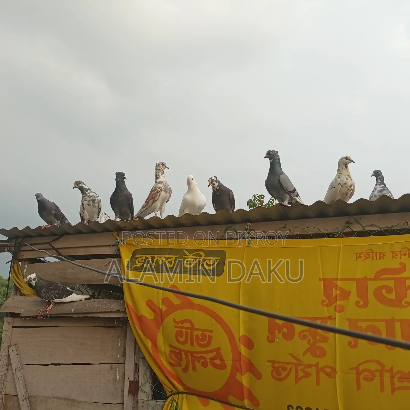 Pigeons for sale
