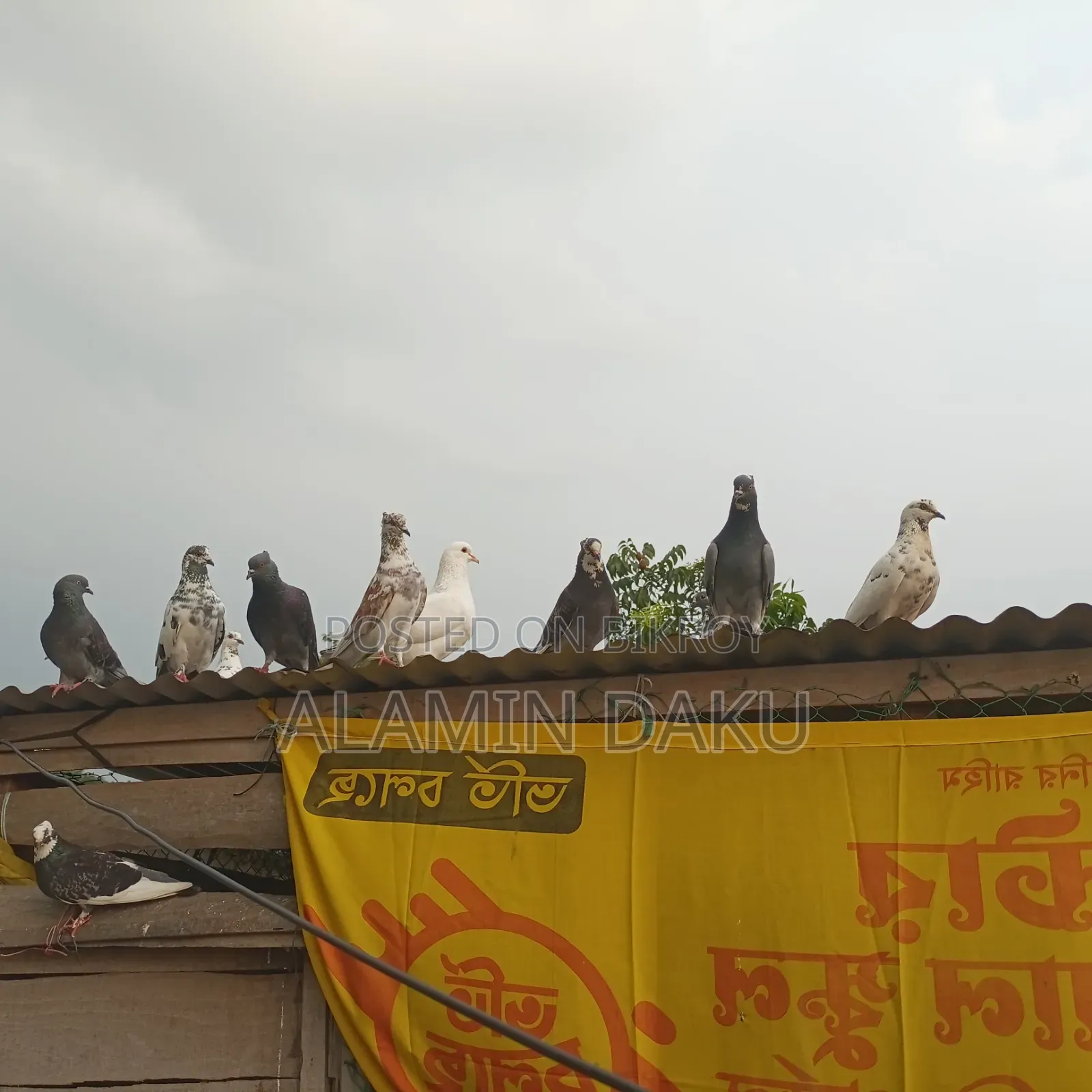 Pigeons for sale