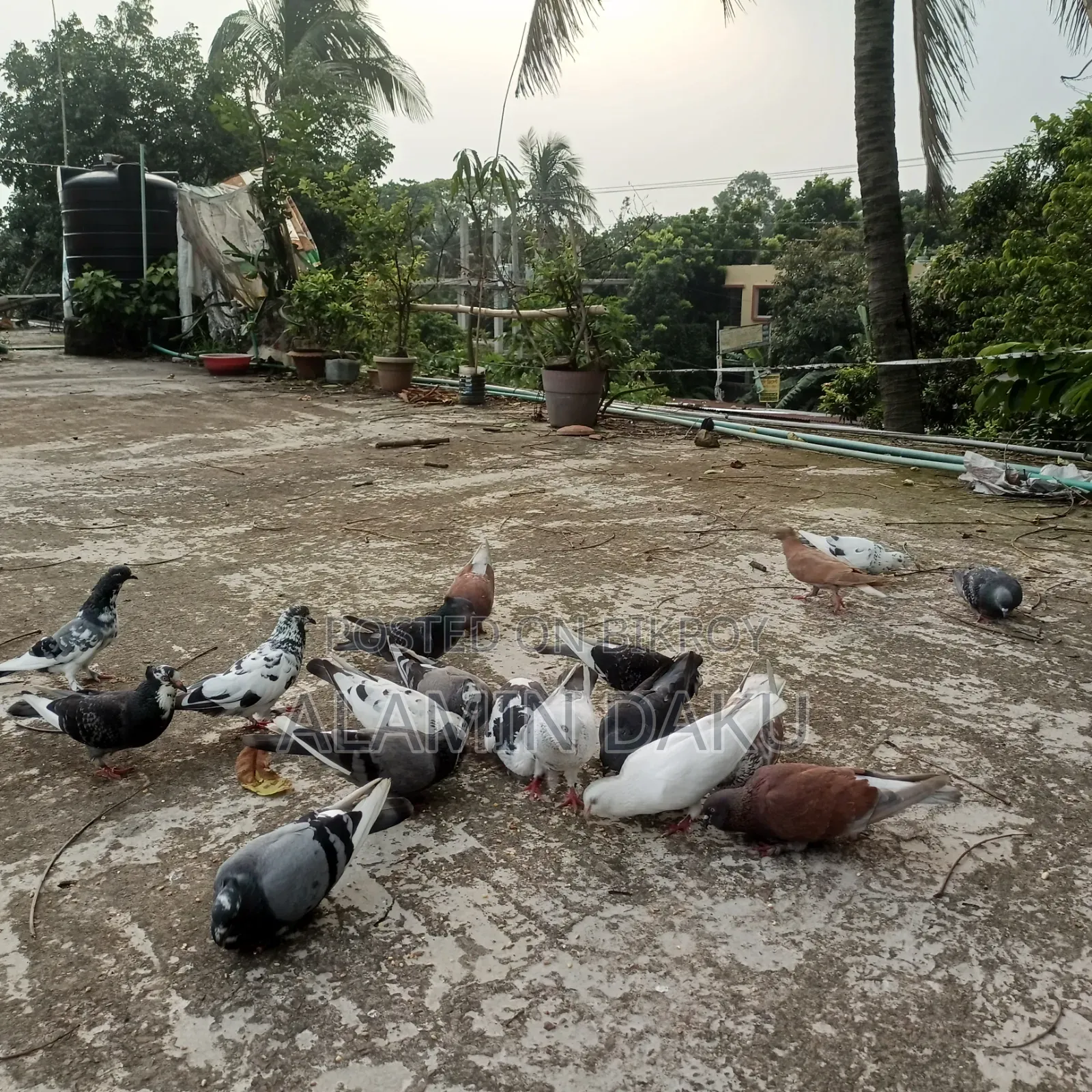 Pigeons for sale