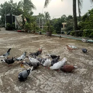 Pigeons for sale