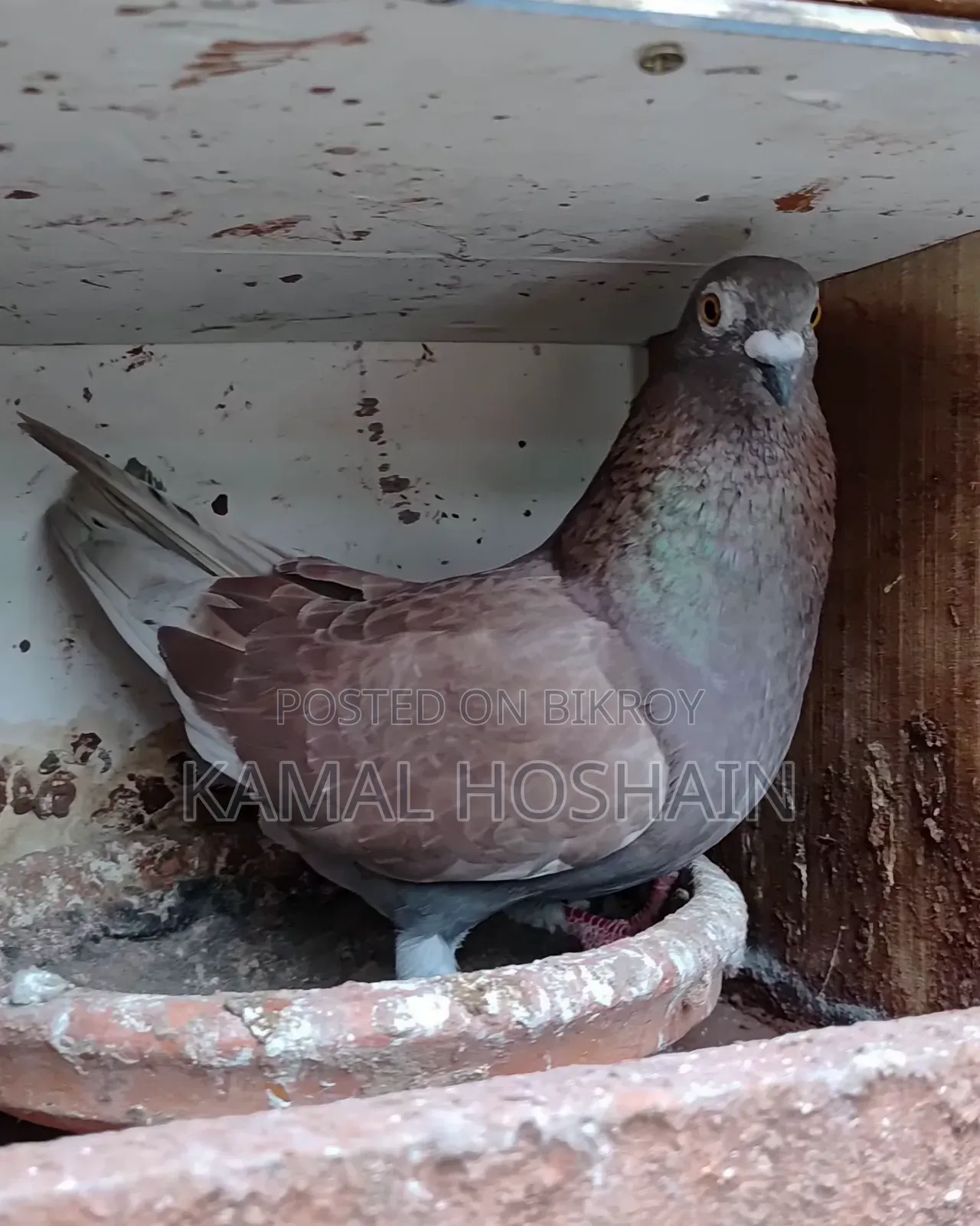 2 Pairs of Running Golla Pigeons for Sale.
