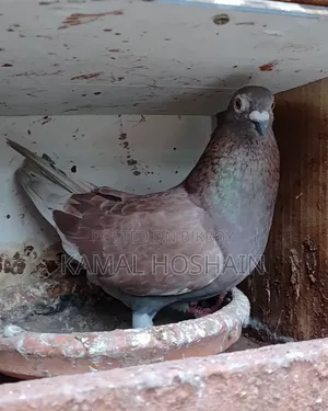 2 pairs of running Golla pigeons for sale.