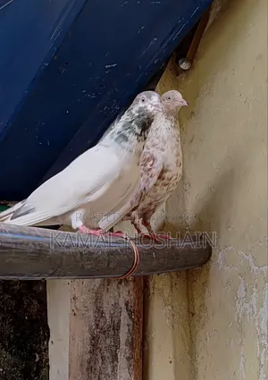 2 Pairs of Running Golla Pigeons for Sale.