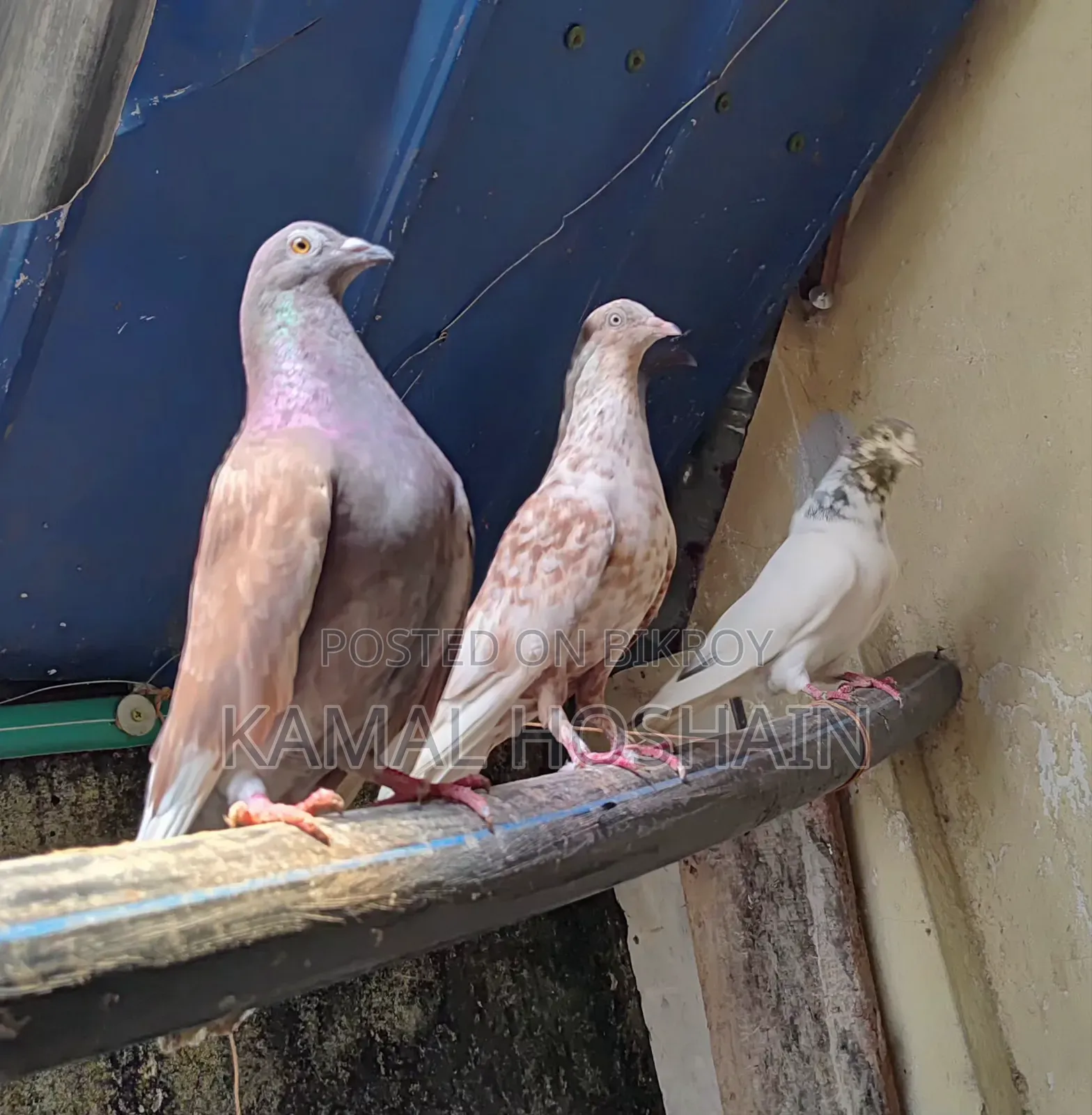 2 Pairs of Running Golla Pigeons for Sale.