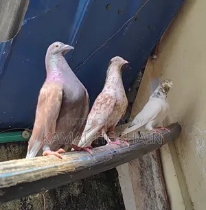 2 Pairs of Running Golla Pigeons for Sale.