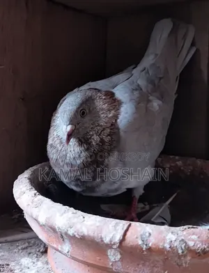 2 Pairs of Running Golla Pigeons for Sale.
