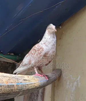 2 Pairs of Running Golla Pigeons for Sale.