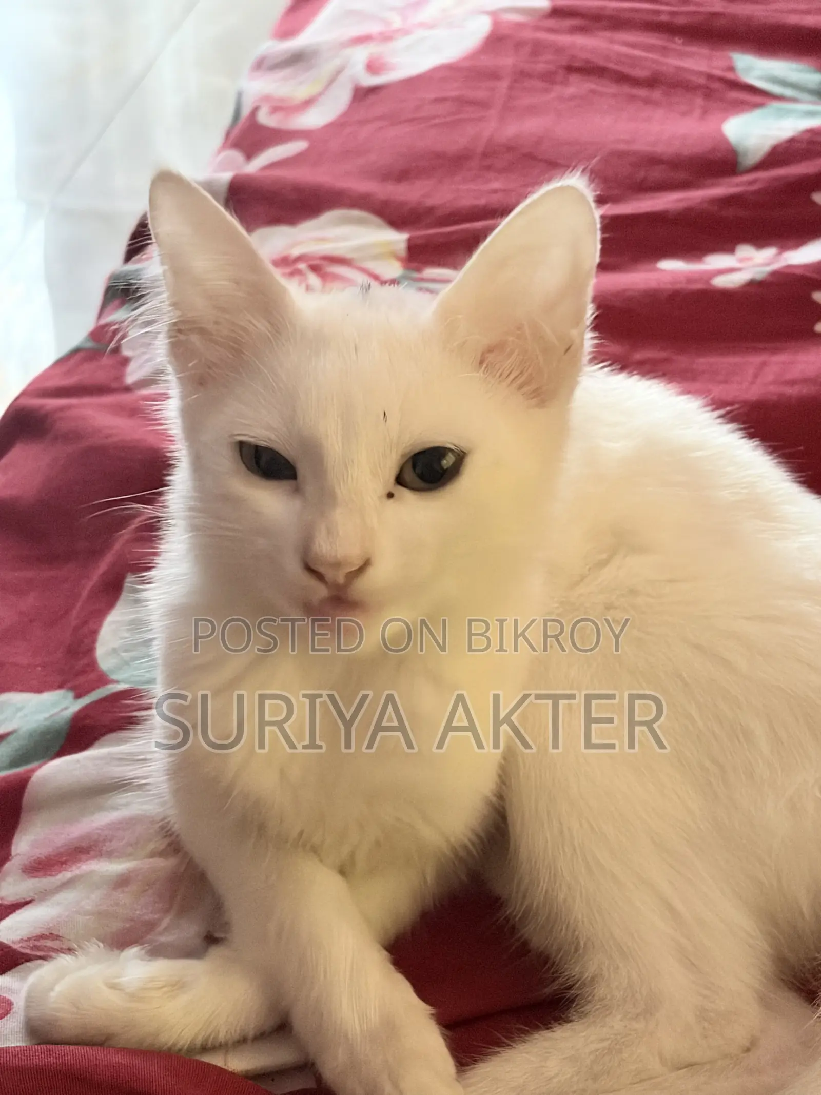 1-3 months Female Mixed Breed Persian