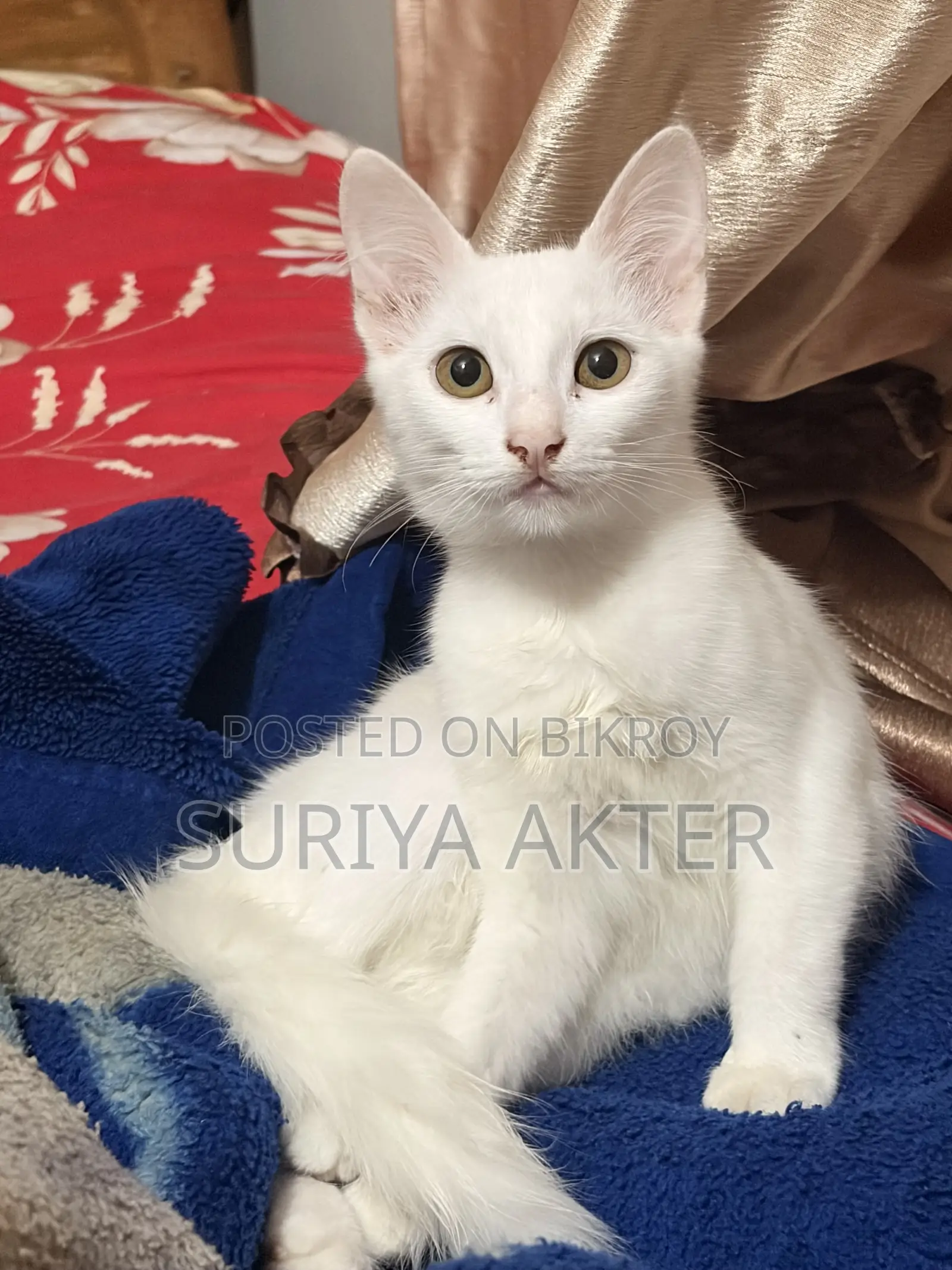 1-3 months Female Mixed Breed Persian