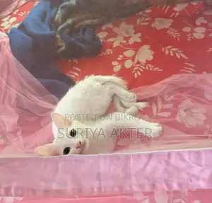 1-3 months Female Mixed Breed Persian