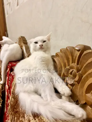 1-3 months Female Mixed Breed Persian