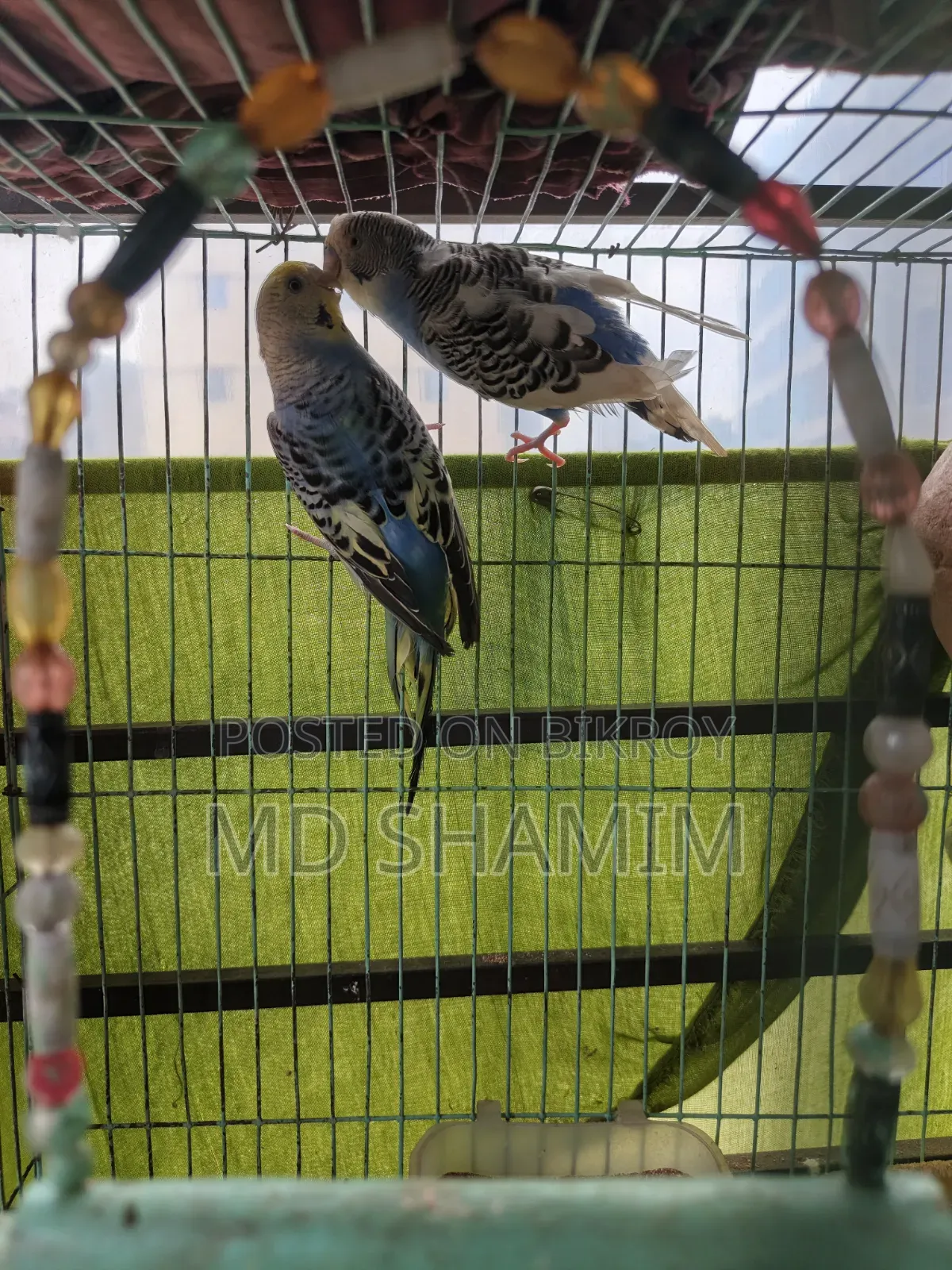 Budgerigar Bird