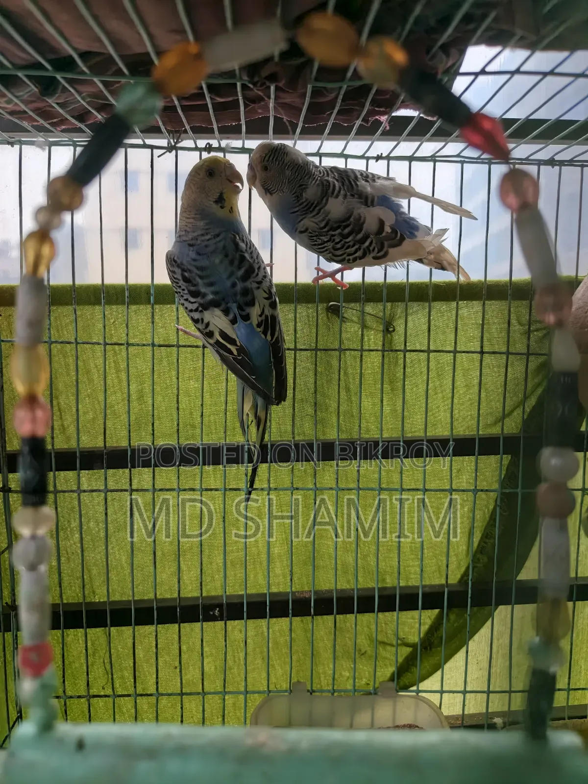 Budgerigar Bird