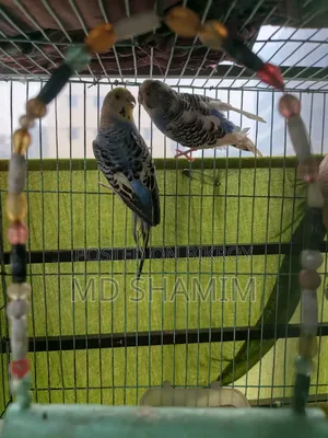 Budgerigar Bird
