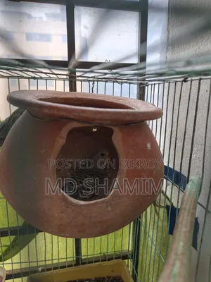Budgerigar Bird