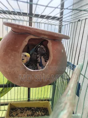 Budgerigar Bird