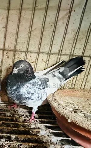 Pigeon Giribaz Pigeon Large Size Male Bird