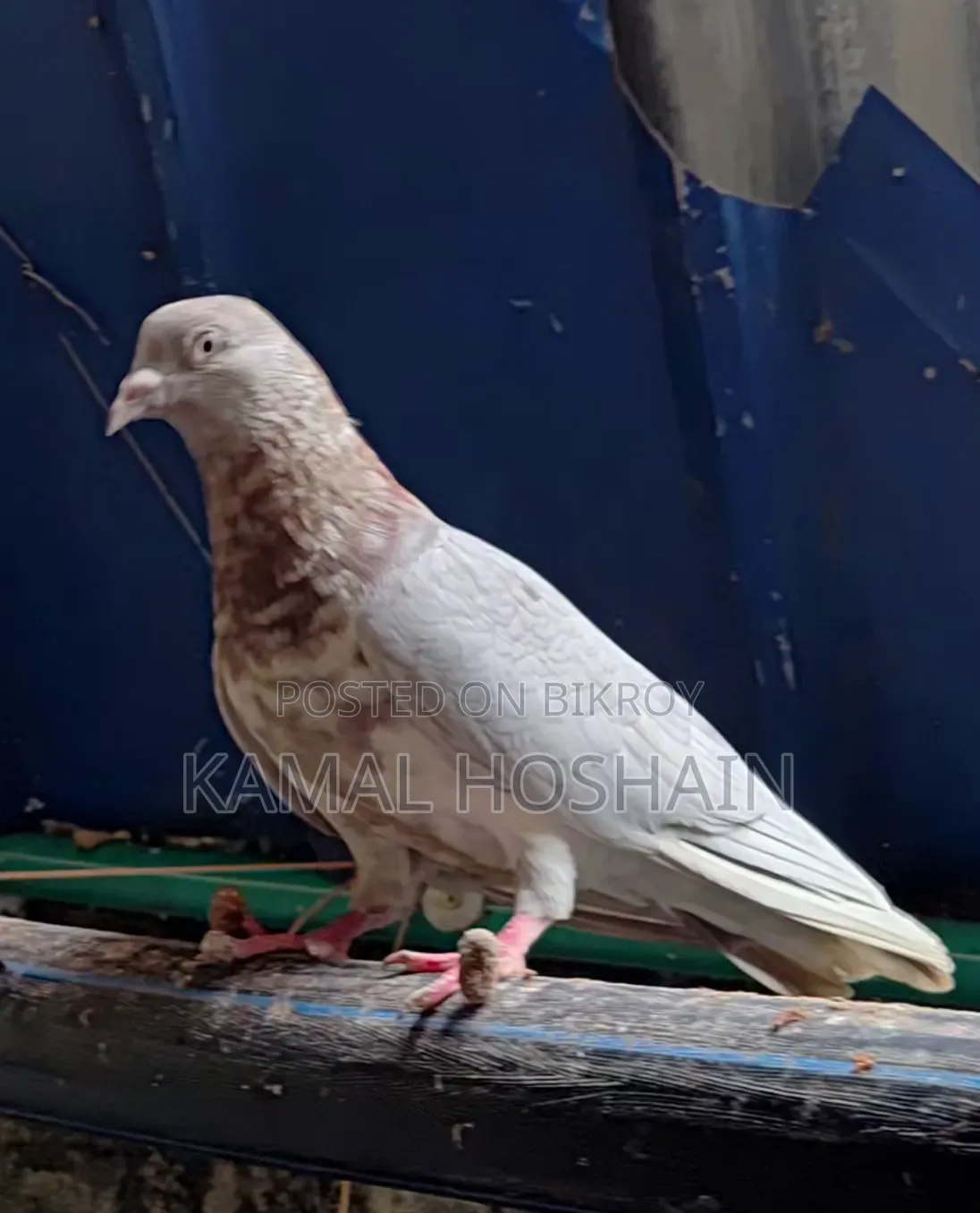 2 pairs of pigeons for sale.