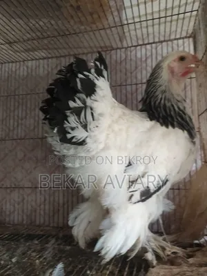 Pure Brahma Chicken