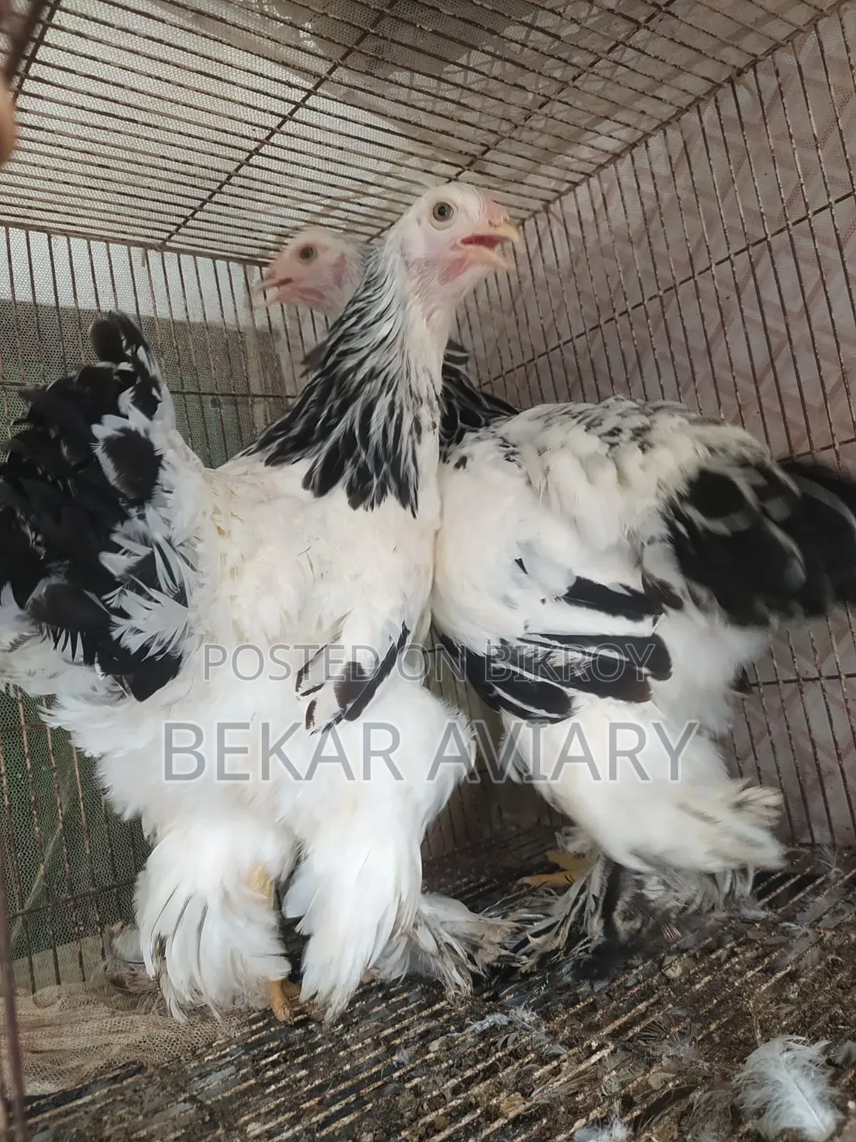 Pure Brahma Chicken
