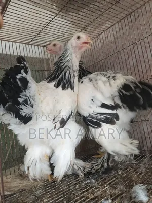 Pure Brahma Chicken