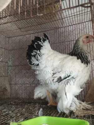 Pure Brahma Chicken