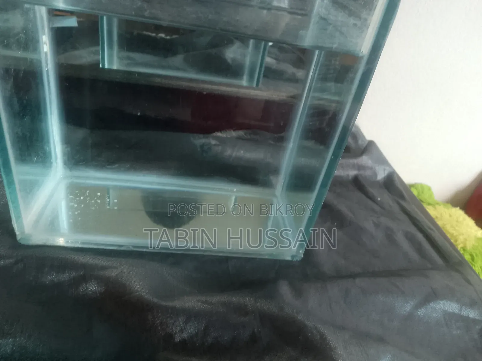 Betta Tank Tar Sate Ak Pair Mix Guppy Free(Price Fixed)