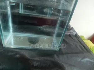 Betta Tank Tar Sate Ak Pair Mix Guppy Free(Price Fixed)