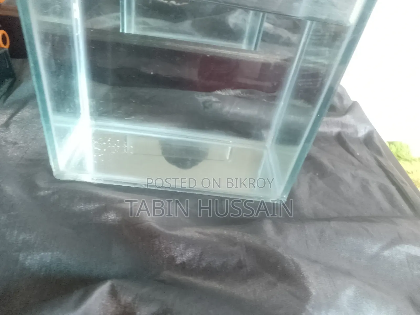 Betta Tank Tar Sate Ak Pair Mix Guppy Free(Price Fixed)