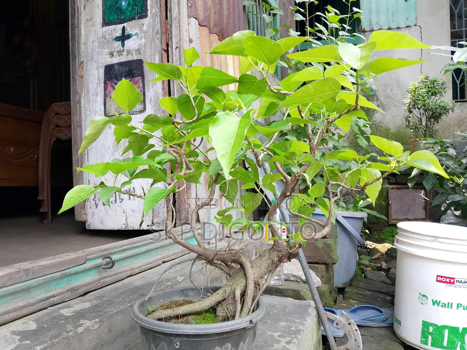 Ficus Bonsai Tree 5+ Years Old for Sale