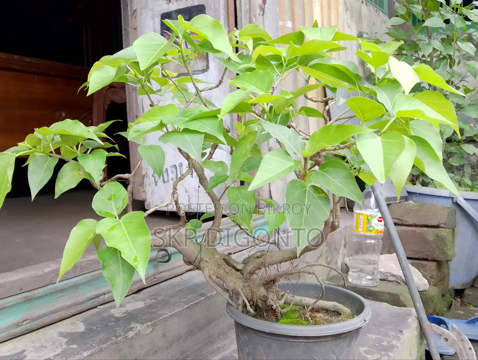Ficus Bonsai Tree 5+ Years Old for Sale