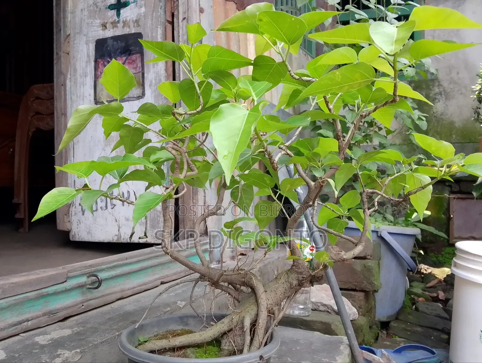 Ficus Bonsai Tree 5+ Years Old for Sale