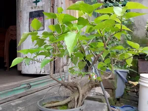 Ficus Bonsai Tree 5+ Years Old for Sale