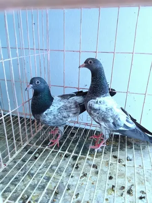 Kamagar+ Kaldam Baby