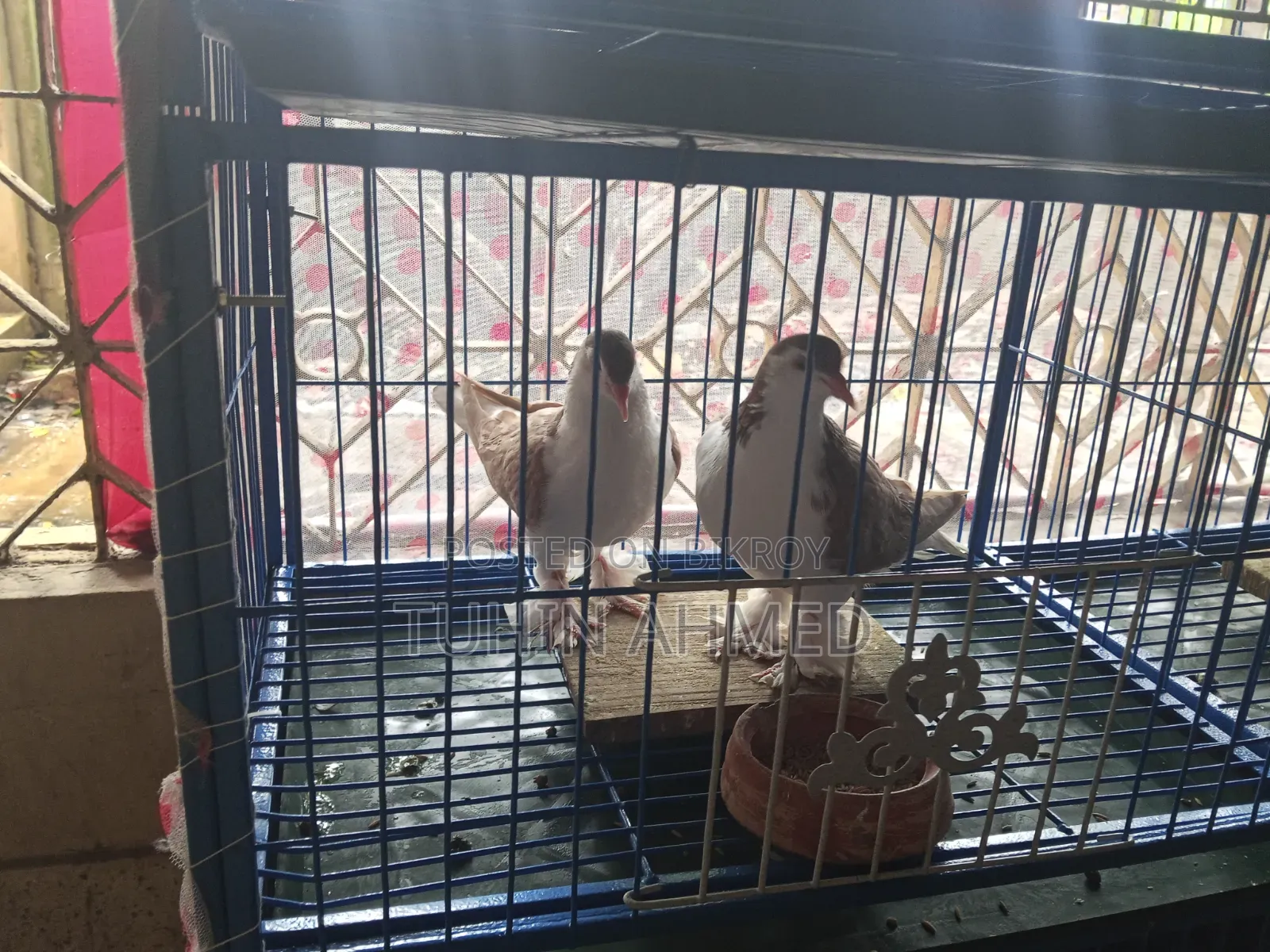 Some high-quality Lahori Shirazi pigeons for sale.