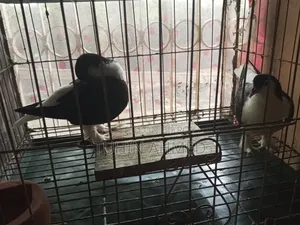 Some high-quality Lahori Shirazi pigeons for sale.