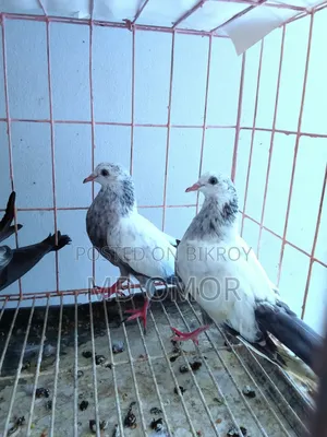 Kamagar+ Kaldam Baby