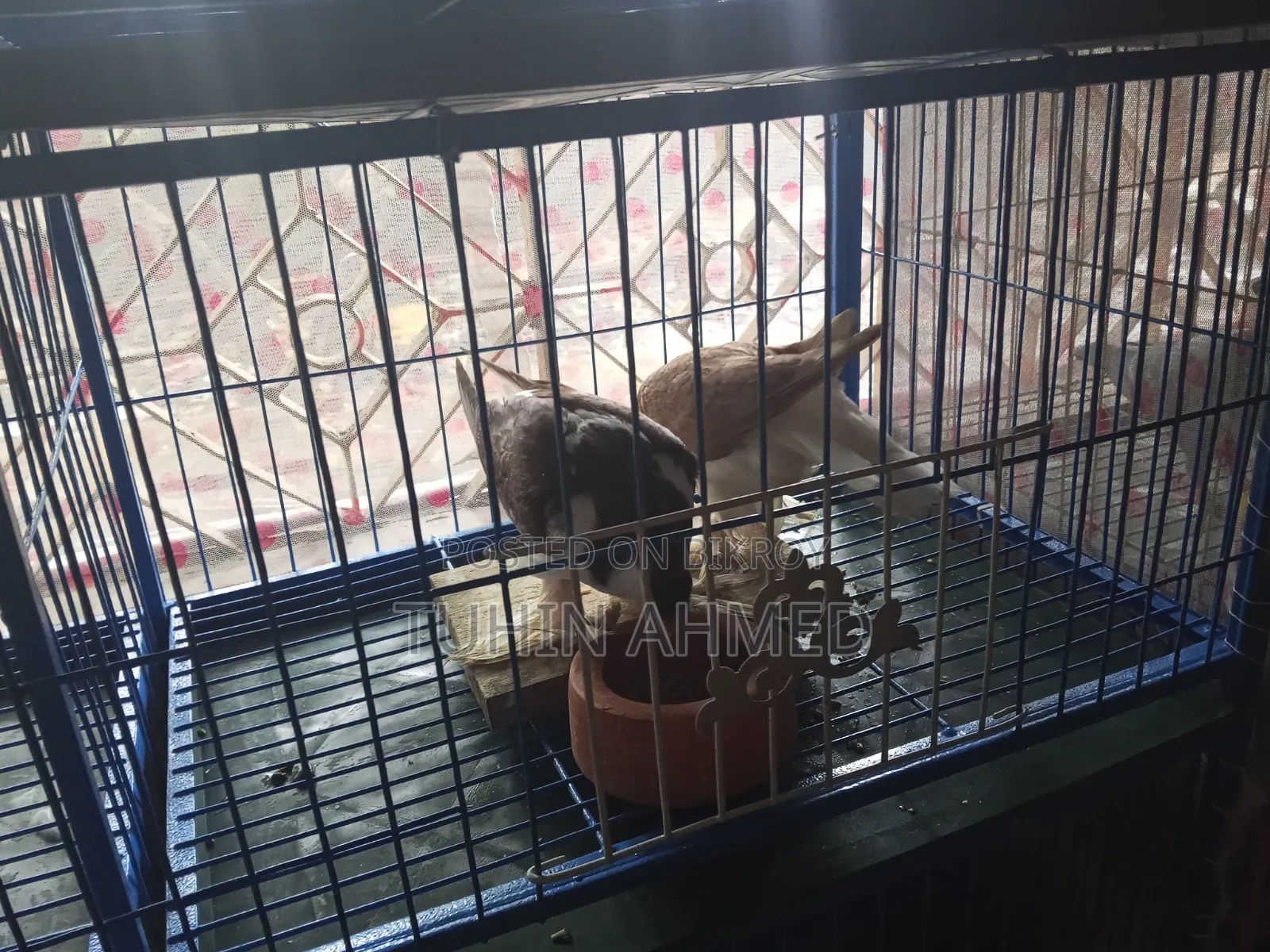 Some high-quality Lahori Shirazi pigeons for sale.