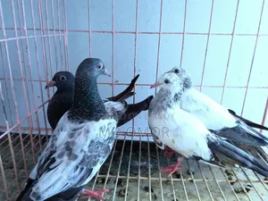Kamagar+ Kaldam Baby