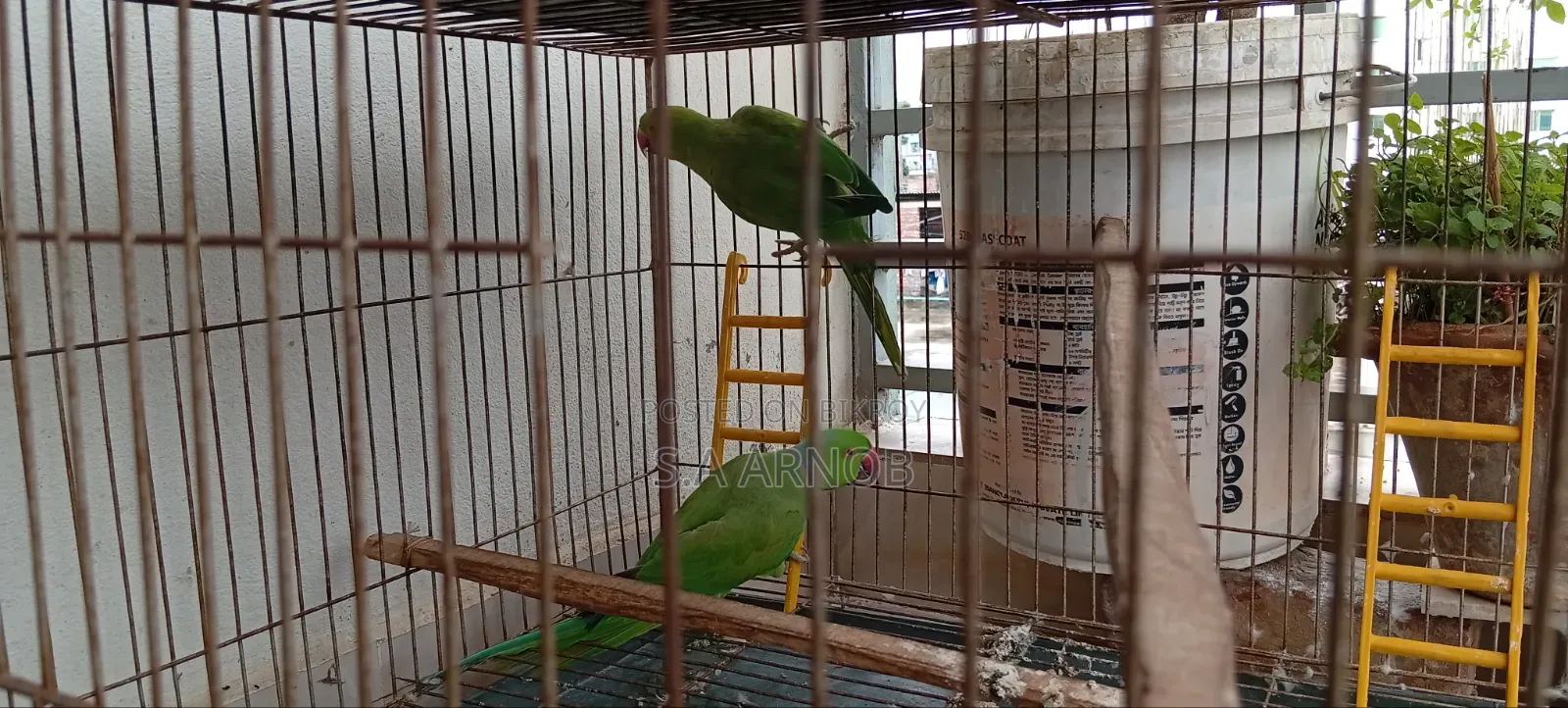Indian Alexandrine Parakeet